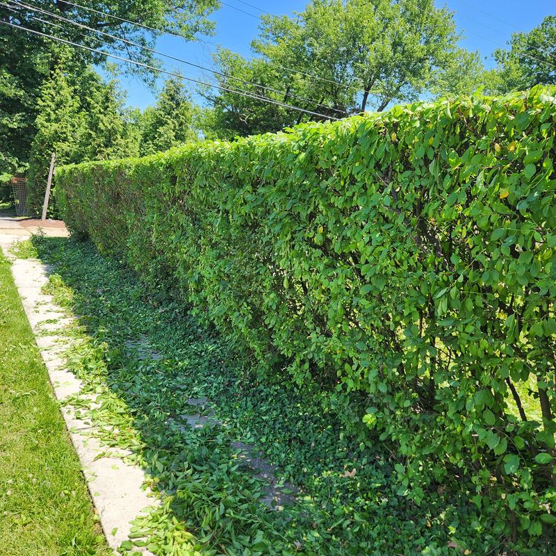 Long hedge trimmed square