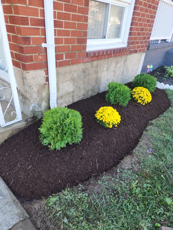 New planting bed with evergreens and mums