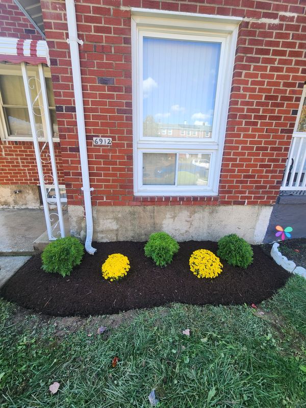 Fresh mulch planting bed with mums